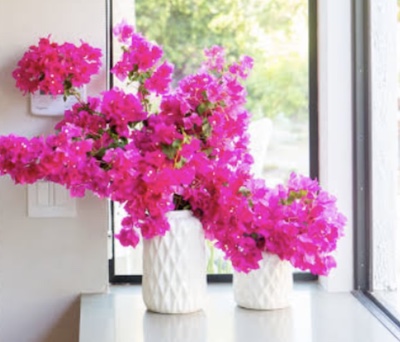 pink bouganvillea